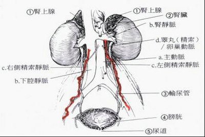 男人精索静脉曲张的七个原因?